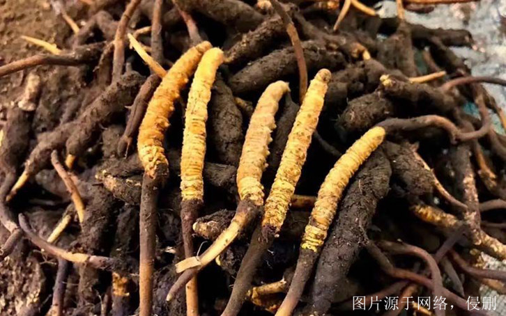 安徽進口印度中藥材報關(guān)流程