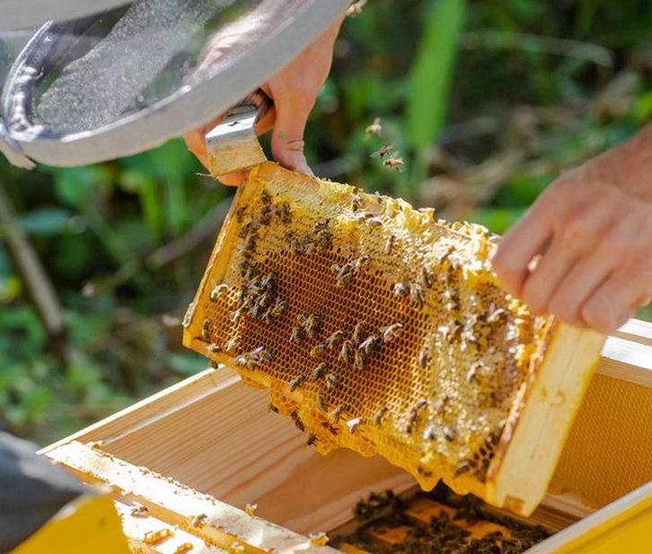 18年廣州進口蜂膠報關(guān)公司_巴西蜂膠進口報關(guān)資料