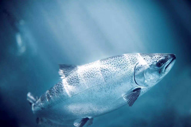 加拿大三文魚進口報關(guān)資料