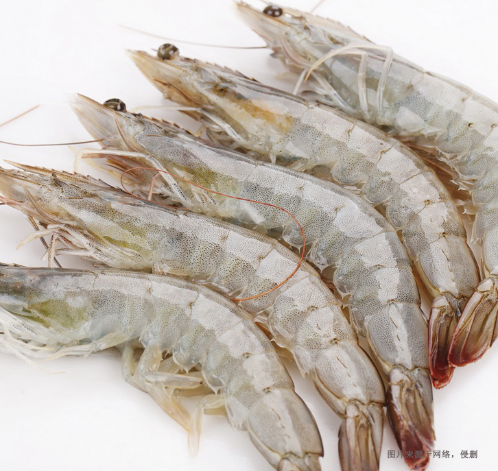 大連進口厄瓜多爾白蝦報關流程-冷凍水產品報關行