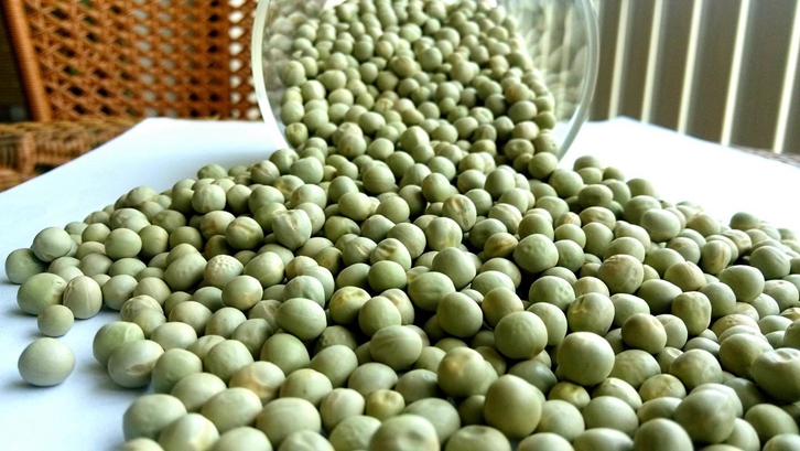 飼用豌豆進口報關資料