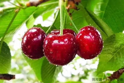 進口櫻桃報關清關流程_上海進口代理智利櫻桃網站