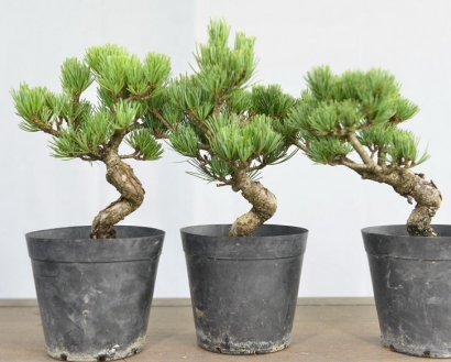 進(jìn)口日本盆栽植物報關(guān)流程_活體植物進(jìn)口通關(guān)手續(xù)