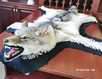 進口狼野生動物標本報關資料-瀕危動物制品通關要點