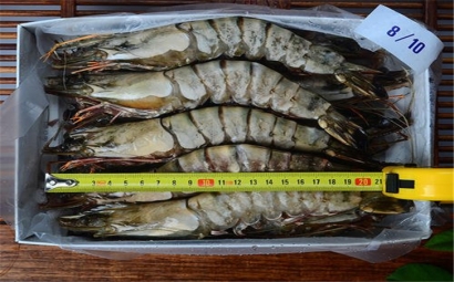 進(jìn)口泰國蝦清關(guān)流程有哪些?泰國蝦能進(jìn)口嗎?