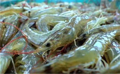 越南水產(chǎn)品進(jìn)口報(bào)關(guān)一站式代理服務(wù)