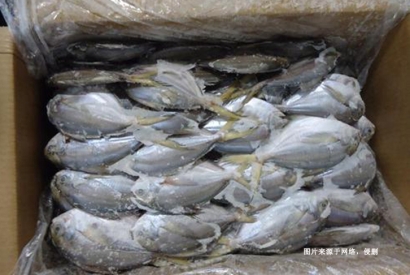 厄瓜多爾冷凍鯧魚(yú)進(jìn)口報(bào)關(guān)費(fèi)用到佛山代理水產(chǎn)品案例
