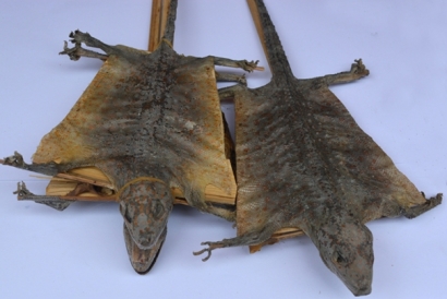 泰國蛤蚧代理進(jìn)口清關(guān)你了解這些流程了嗎