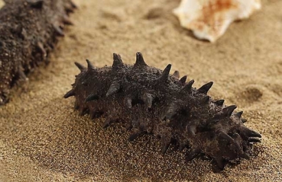 進(jìn)口海參報關(guān)代理要注意哪些事項