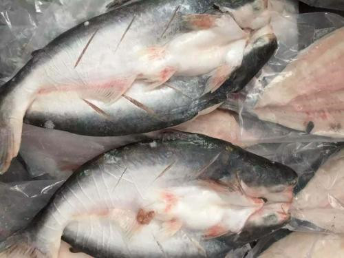 1571276651854897.jpg 越南巴沙魚(yú)進(jìn)口報(bào)關(guān)代理