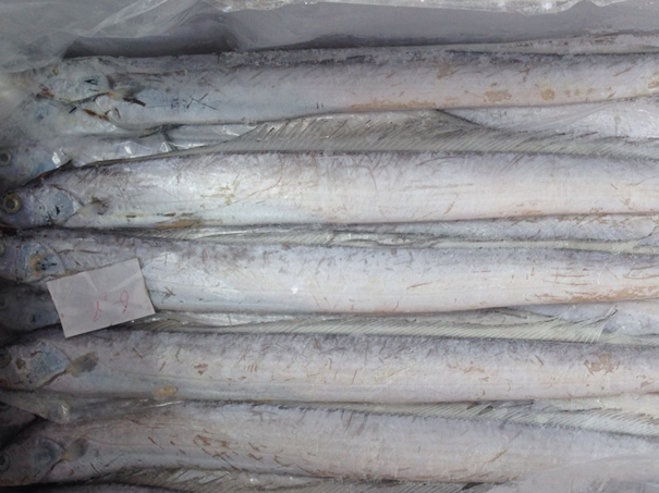 1630297459542776.jpg 上海冷凍水產品進口清關代理公司_副本.jpg